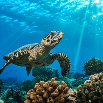 Turtle in ocean representing primary curriculum